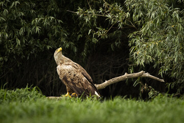White tailed eagle in wild nature