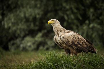 White tailed eagle in wild nature