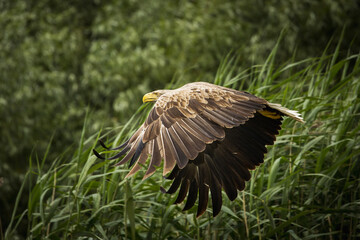 White tailed eagle in wild nature