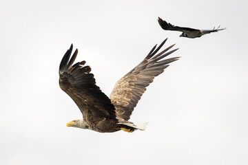 Fototapeta premium White tailed eagle in wild nature