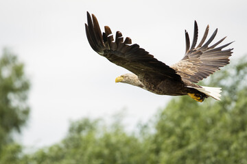 White tailed eagle in wild nature