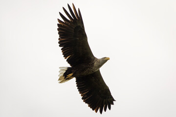 White tailed eagle in wild nature