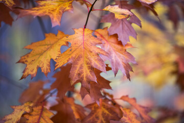 Autumn leaves