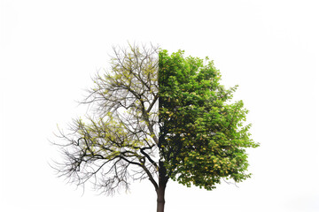 Obraz premium Tree divided into two parts. Concept of nature conservation, drought, water shortage