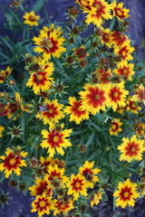 yellow flowers in the garden