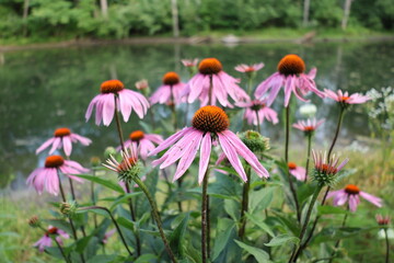 Obraz premium flowers in the field