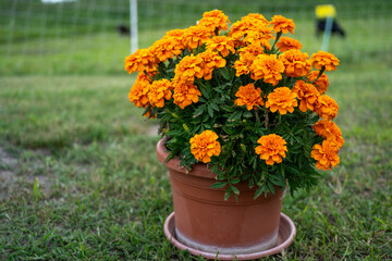 potted marigold plant (agetes erecta) on race