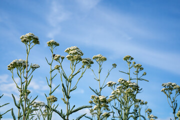yarrow plant (Achillea millefolium) with blue sky © Olivia Neuhaus