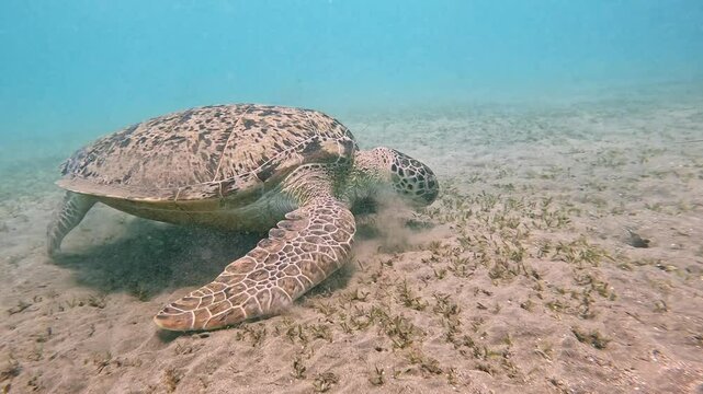 Green Sea Turtle Caretta Caetta, Eating Sea Grass. Red Sea, Egypt. Slow Motion. Underwater World Life. Tropical Underwater Seascape.