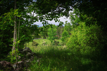 Fototapeta premium A dense forest containing numerous trees and grassy areas