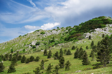 The landscape has a green hill with trees and flowers under a large sky