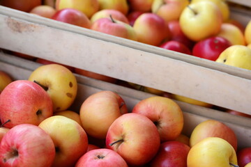 Wooden crates full of red ripe apples after harvest on apple farm, ready for apple juice press. Ecological agriculture concept