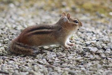 chipmunk collecting nuts