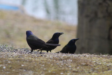 Grackles eating