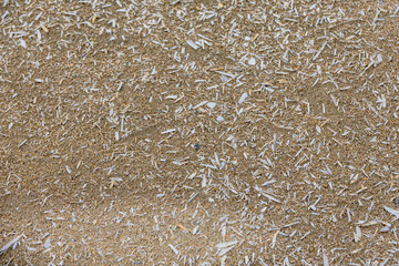 Sable et coquillages à Deauville