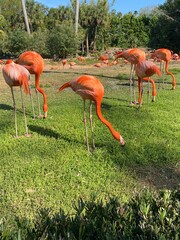 flamingos in the zoo