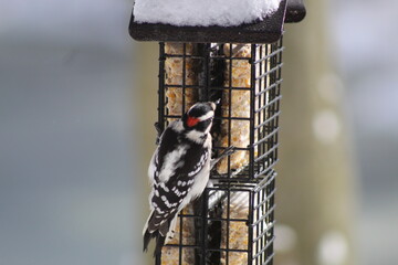 woodpecker on a feeder