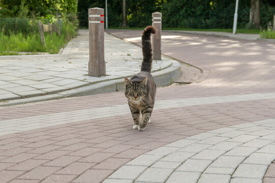 a cute grey cat walks with a curly tail upward in a street in a little village closeup