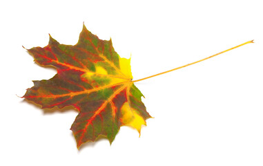 Multicolor autumn maple leaf