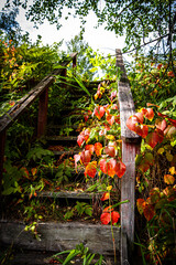 Fall Stairway