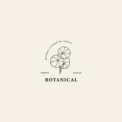 Fototapeta premium Hand drawn gotu kola leaves. Centella asiatica logo