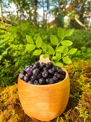 blueberries in a basket