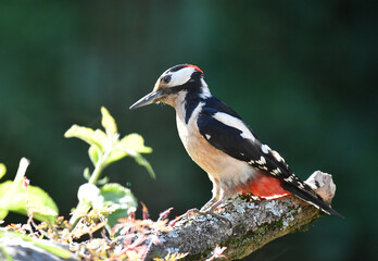 Buntspecht Männlich