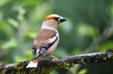 Kernbeisser Männlich
