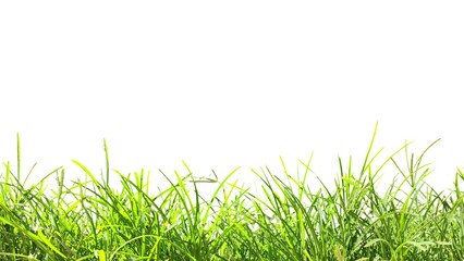 Green grass, Goosegrass (Eleusine indica), isolated on white background.