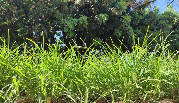 Goosegrass: a species of Goosegrasses, its botanical name is Eleusine indica.