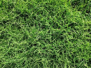 Goosegrass: a species of Goosegrasses, its botanical name is Eleusine indica.