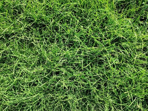 Goosegrass: a species of Goosegrasses, its botanical name is Eleusine indica.