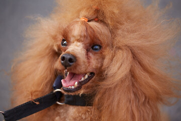 red poodle