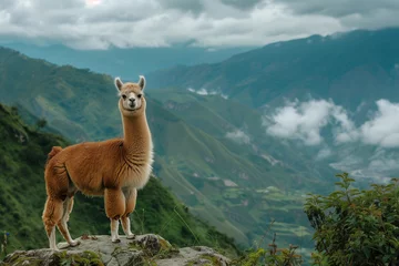 portrait of llama in the mountains  