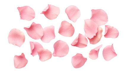 Set of pink rose petals transparent background.
