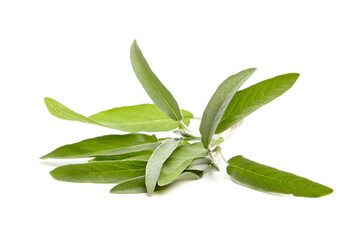Close-up of fresh sage leaves, spread out against a white background, showcasing their vibrant green color and texture, perfect for culinary and herbal applications