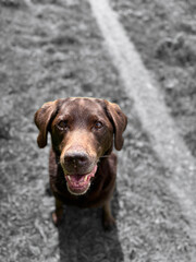 Dogs and their friends getting wet on a walk