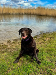 Dogs and their friends getting wet on a walk