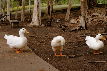 White Ducks in the Wild