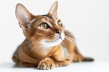 portrait of a Singapura cat breed, with white background