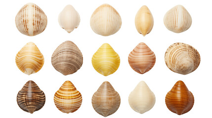 Set of sea shells, isolated on transparent background.