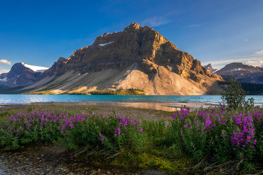 Purple flowers blooming on the shore of a glacial lake in the canadian rockies