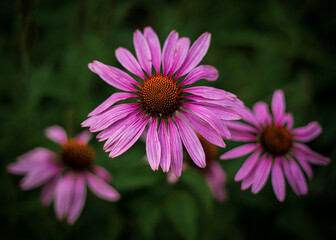 Obraz premium Pink coneflowers blooming in a summer garden