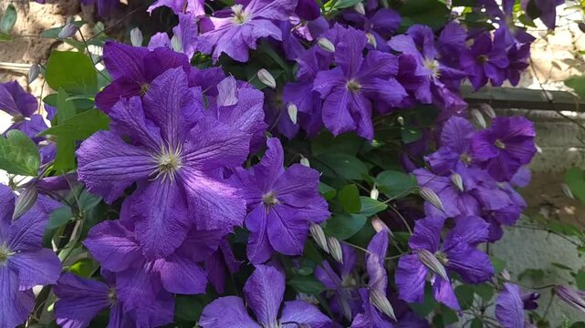 Blooming purple clematis flower on a green background in summertime macro photography. Purple clematis with green leaves climbs up a brick wall.