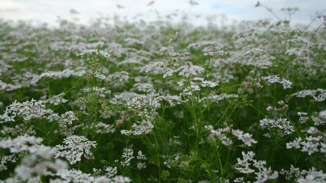 Coriander seed lat Coriandrum sativum. White flowers close-up. Blooming field, summer natural background. Grown on an industrial scale. Seasoning the flowering process. The most delicate white flowers