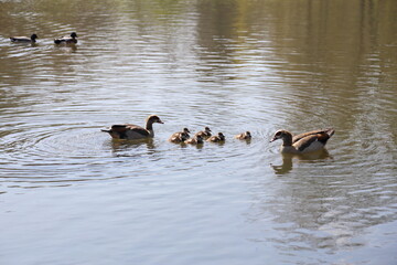 family of ducks