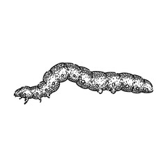 larva caterpillar hand drawn. butterfly bug, cocoon insect, nature animal larva caterpillar vector sketch. isolated black illustration