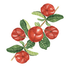 Acerola berries on the tree branch with green leaves, red Barbados cherry fruits design. Watercolor clipart suitable for food blogs, gardening websites, and health magazines