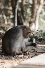 squirrel eating