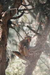 squirrel on a tree